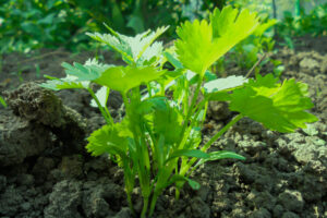 Descubre los sorprendentes beneficios del cilantro para tu salud