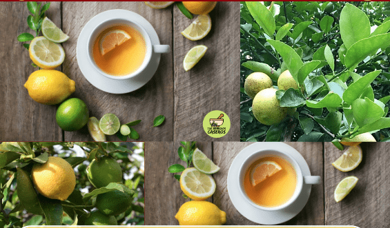 ¡¿Para qué sirve el té de hojas de limón?Prueba la magia del té de hojas de limón por ti mismo!