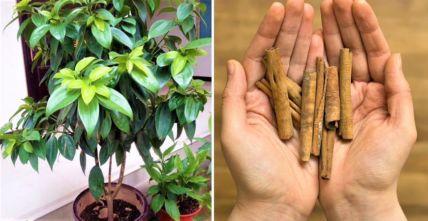 Cultivar una planta de canela en casa