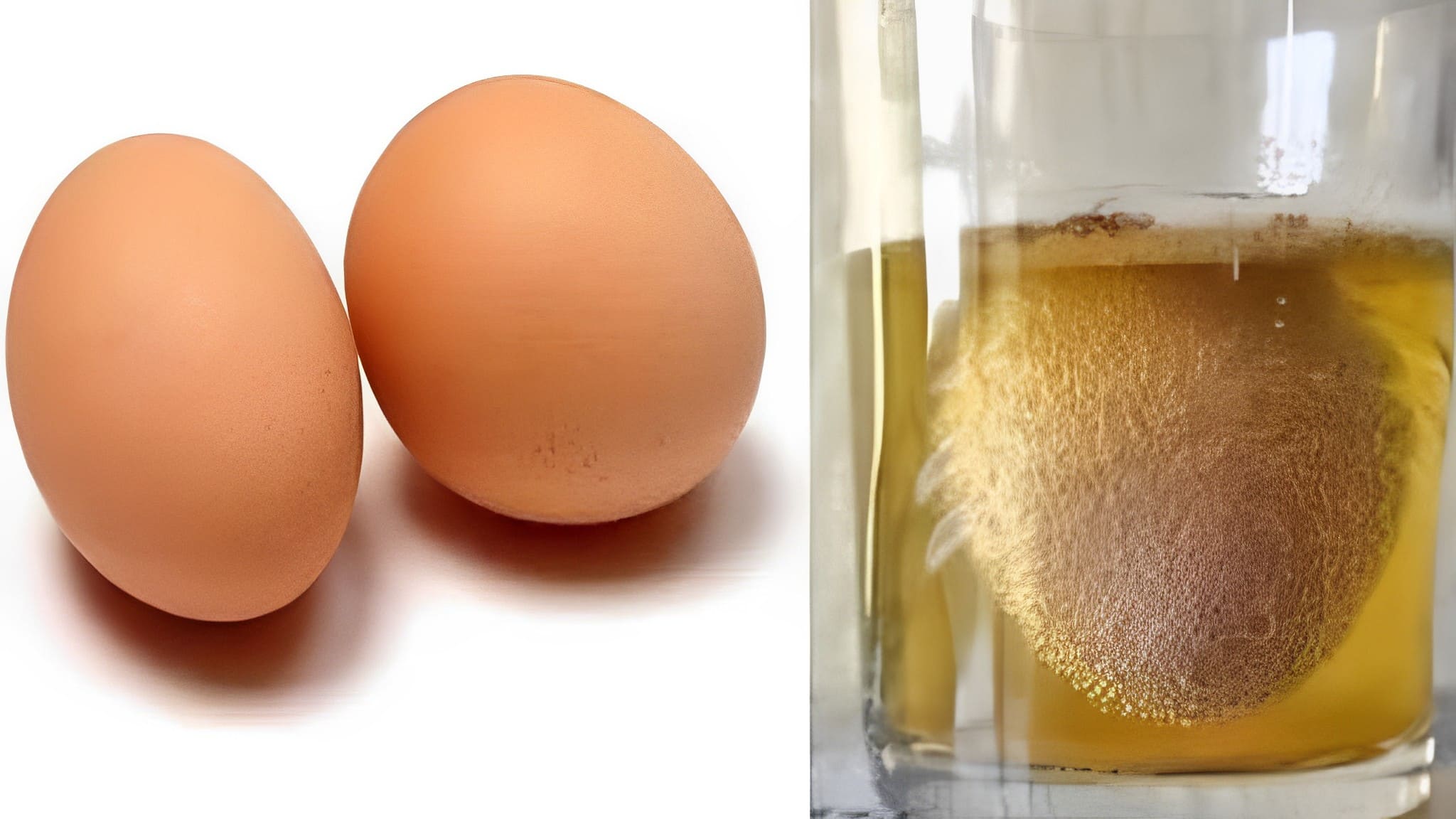 Membrana de huevo: ¿El secreto a voces para mantener articulaciones y huesos saludables?