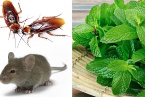 Planta para ahuyentar ratones, mosquitos y cucarachas