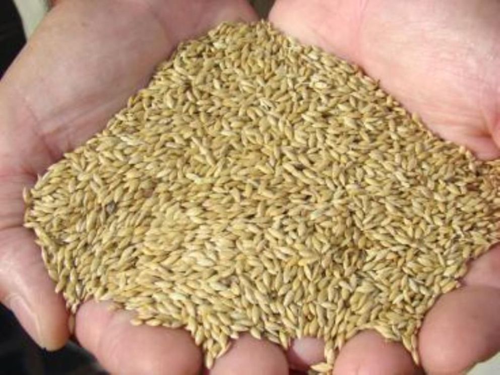 Beneficios de las semillas de alpiste