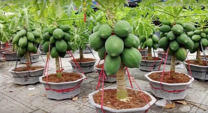 Como sembrar papaya en casa enana
