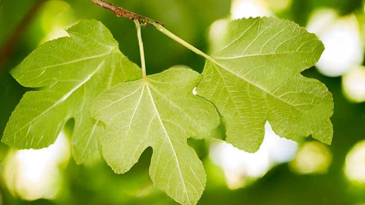 ¡Las hojas de higo: la solución natural para combatir problemas de salud!