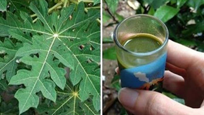 ¡Beneficios del té de hoja de papaya y cómo prepararlo de forma correcta!