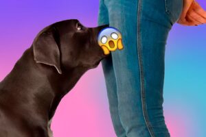 Descubre por qué los perros olfatean tu zona íntima y su sorprendente habilidad para detectar el cáncer