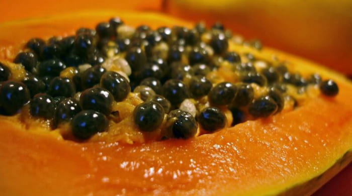 Semilla de papaya para eliminar parásitos