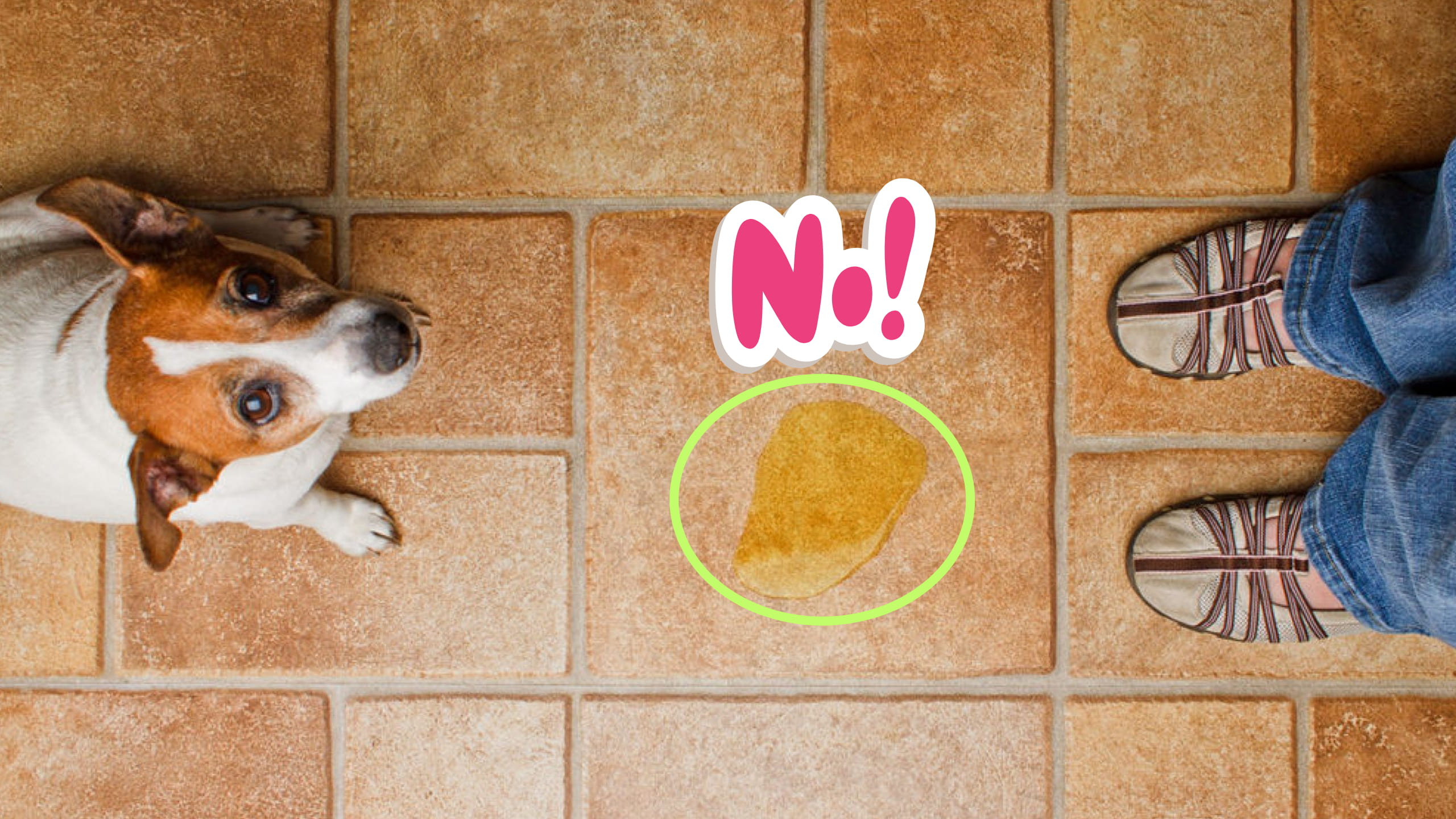 ¿Tu perro marca territorio en lugares inapropiados? Prueba estos 3 poderosos sprays caseros y dile adiós a ese problema de una vez por todas